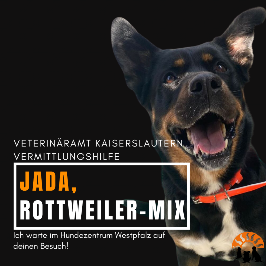 Vermittlungshilfe - Jada - Veterinäramt Kaiserslautern