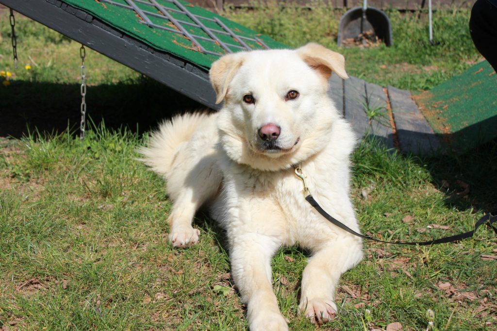 Panda kam durch eine behördliche Beschlagnahmung gemeinsam mit sechs weiteren Hunden zu uns ins Tierheim. Während seine ehemaligen Hundekumpel inzwischen alle ein liebevolles Zuhause gefunden haben, wartet Panda noch immer auf seine Chance.