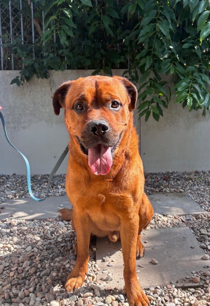 Bandito wurde nach einem Vorfall behördlich sichergestellt und ist seit Kurzem zur Adoption freigegeben. Nun wartet er auf Menschen, die ihm die Chance auf einen Neuanfang geben.